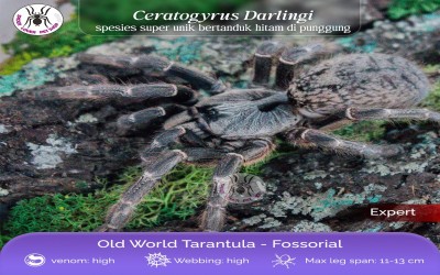 ceratogyrus darlingi sling 2-3 cm tarantula